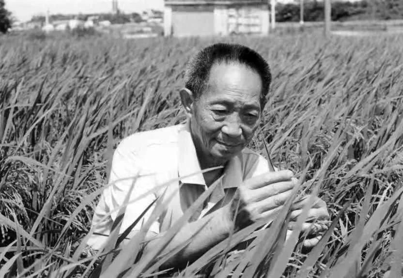 Ojciec ryżu hybrydowego
